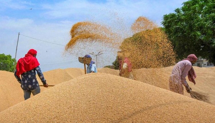 UP procures more than twenty three Lakh tonnes of wheat, pays Rs 4,600 crore to farmers