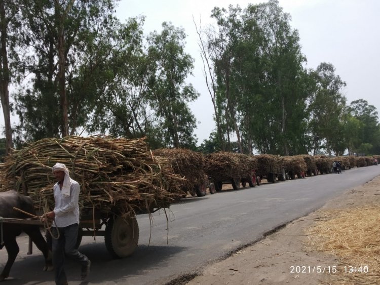 PIL in Allahabad High Court on sugarcane arrears; state to reply in four weeks