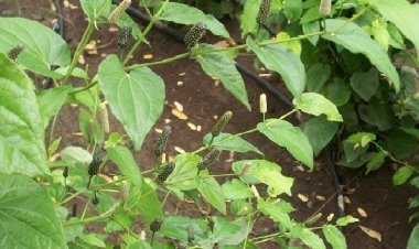 Medicinal plants finding favour with UP farmers