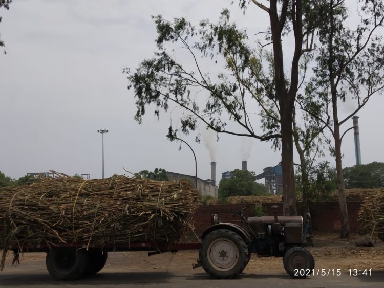 UP govt silent on interest on arrear payments; will SC decide sugarcane farmers’ rights?
