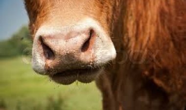 Dvara E-Dairy partners with IFFCO-Tokio to launch AI-powered cattle digital identity for cattle insurance