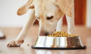 PHDCCI asks for early adoption of BIS specification for pet food, rational GST rates and revised animal health certificate