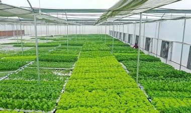 Power imbalances in food systems