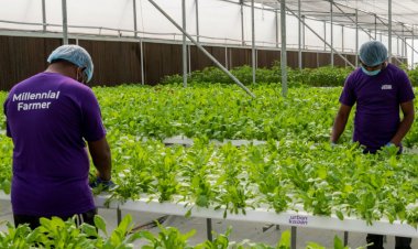 BASF Venture Capital invests in Indian hydroponics pioneer UrbanKisaan