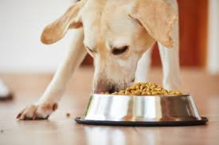 PHDCCI asks for early adoption of BIS specification for pet food, rational GST rates and revised animal health certificate