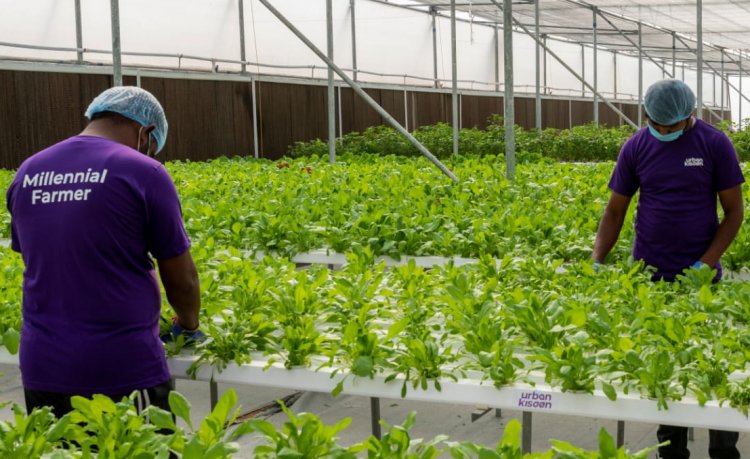 BASF Venture Capital invests in Indian hydroponics pioneer UrbanKisaan