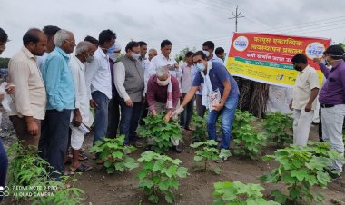 Largest field experiment of innovative “mating disruption” tech to ward off pink bollworm in cotton
