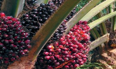 Preparing for self-sufficiency in edible oils through NMEO-OP in the Northeast