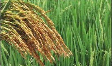 Ahead of 2022 polls, Yogi targets 7 MT of paddy procurement