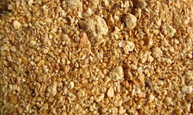 Will the approval for GM soyameal imports open the route for GM crops in the country?