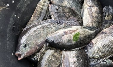 Fish farming perking up rural economy in UP