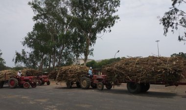 Targeting Rs 38,000 crore payments, UP sugar mills likely to start crushing this week