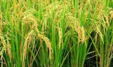 Record foodgrain production of 150.50 mt estimated in Kharif season