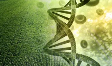 Seeking consent from states for trials of genome-edited plants may create hurdles in benefiting from new technology