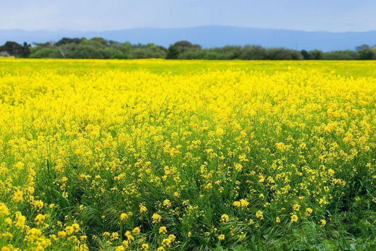 Yellow Revolution: UP mustard area nearing a million hectares