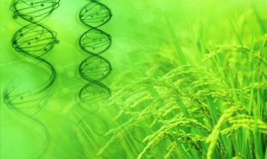 Gene editing rules simplified for UK researchers; India yet to decide