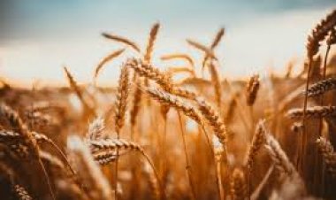 Food security is increasingly vulnerable to climate-change-induced weather events