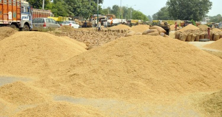 Big support for MSP paddy procurement in Haryana by NCDC: Rs 6836 crore sanctioned
