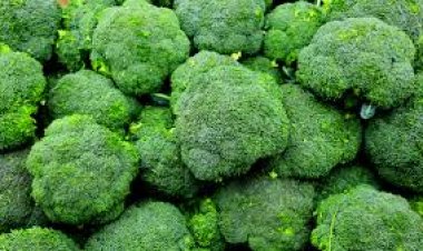 Broccoli: The mineral-rich vegetable getting popular