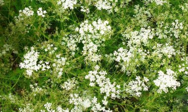 Banana plant technology saving spice crop in Rajasthan