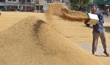 UP paddy procurement picks momentum, tops 3.8 MT