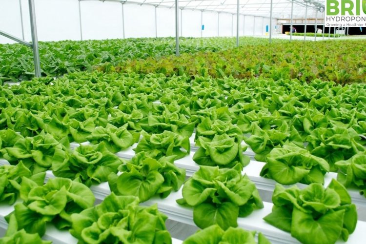 Hydroponics: A Huge Leap Towards Practical, Economical And Sustainable ...