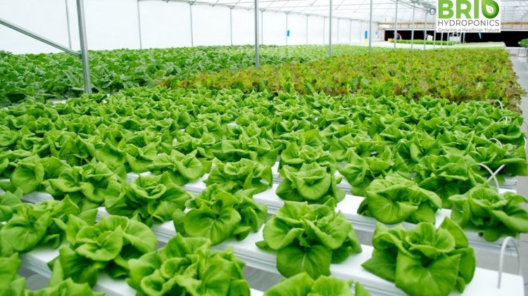 Hydroponics: A huge leap towards practical, economical and sustainable farming