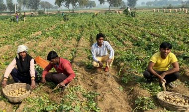 Union Budget: Agri sector demands enhanced cash assistance, national mission on edible oils