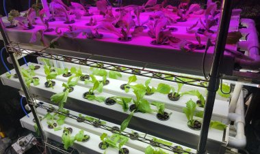 Rural development through agribusiness: Meeting the challenges