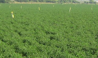 Use right agri-inputs in correct quantities: RKPA