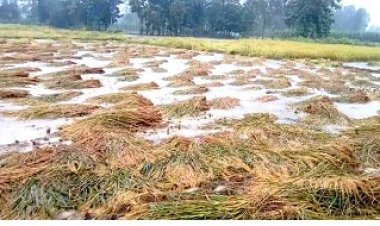 UP government allocates Rs 535 crore for crop loss in crucial election year