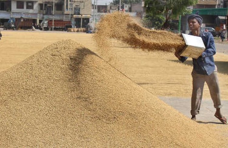 Paddy procurement election issue in UP; only 27 per cent procured at MSP so far