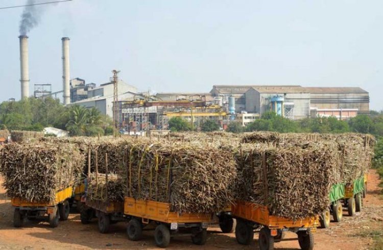 Sugar production estimated at 350 lt this year; exports may cross 90 lt