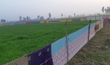 Stray cattle menace topmost priority of Yogi 2.0