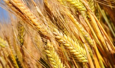Russia–Ukraine tensions likely to disrupt supply of barley and fertilizers