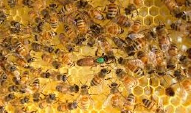 A clear road map laid out for bee-farming will start ‘Sweet Revolution’ in India: Dr Abhilaksh Likhi