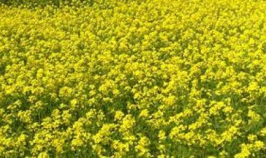 Mustard farmers in India may get prices much higher than MSP, thanks to Russian invasion of Ukraine