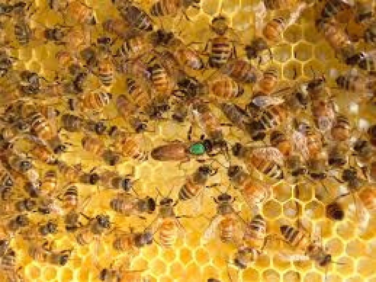 A clear road map laid out for bee-farming will start ‘Sweet Revolution’ in India: Dr Abhilaksh Likhi