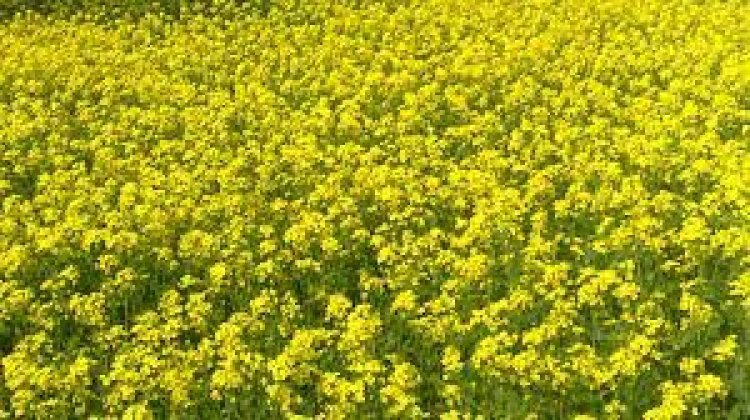 Mustard farmers in India may get prices much higher than MSP, thanks to Russian invasion of Ukraine