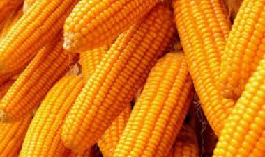 India’s maize exports at all-time high of $816.31mn in Apr-Jan, way above $634.85mn in entire FY21