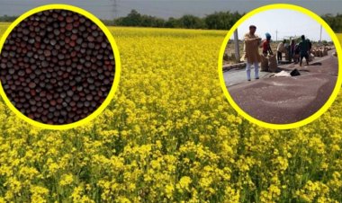 SEA seeks govt intervention as mustard seeds prices rule below MSP