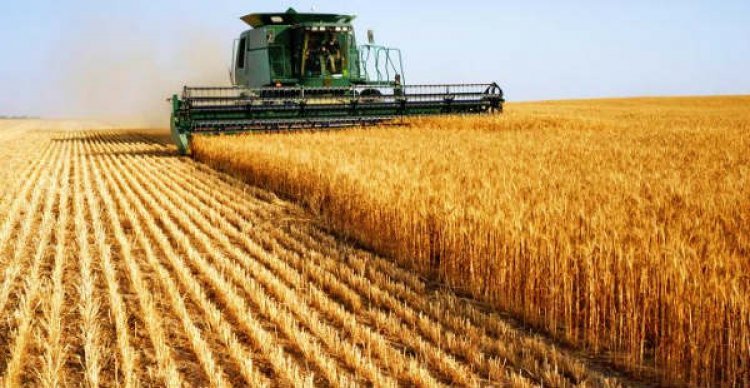 Wheat turns from unwanted foodgrain stock to gold due to Russia-Ukraine war