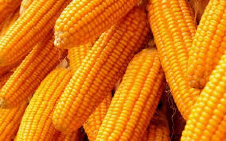 UP looking to double maize output in 5 years