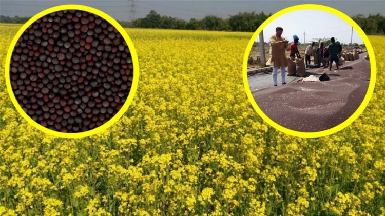 Good news again for mustard farmers this year; market prices up to 50 per cent higher than MSP