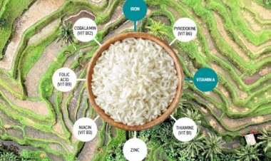 Cabinet approves distribution of fortified rice across Government schemes