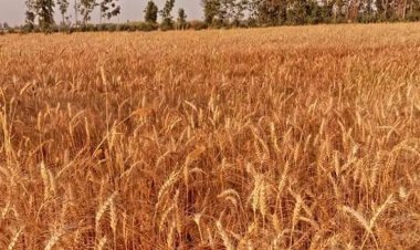 Contracts for export of 30-35 lt of wheat during April-July; more than 70 lt exported in 2021-22