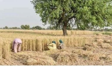 GDP grows at 7.8 pc in Apr-Jun; Agri GVA grows at 3.5 pc