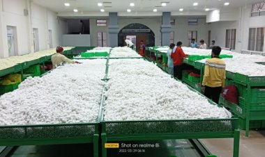 ReshaMandi opens Asia’s second-largest silk cocoon mandi, expands pan-India