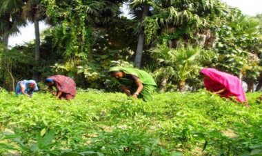 With employment to 1.1 crore people during three years, agriculture sector comes to rescue during crisis: CMIE