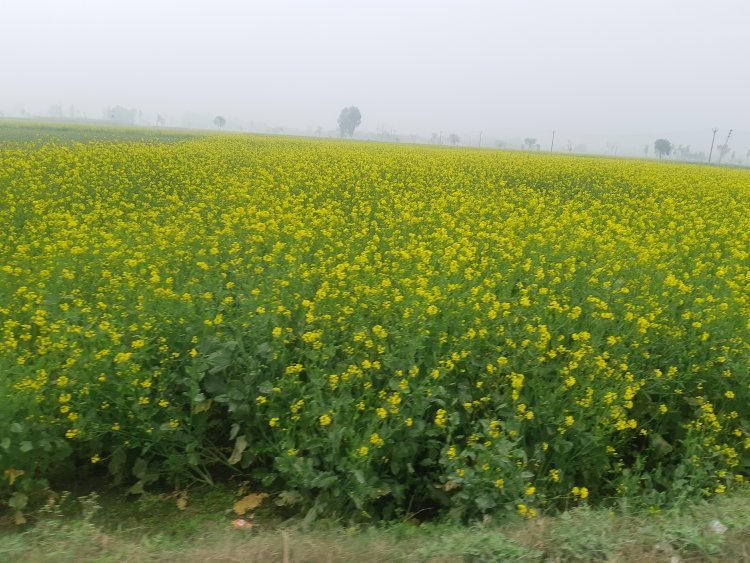 Mustard prices cross Rs 7,000 per quintal in many mandis